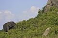 elephant,serengeti, Tanzanie  
